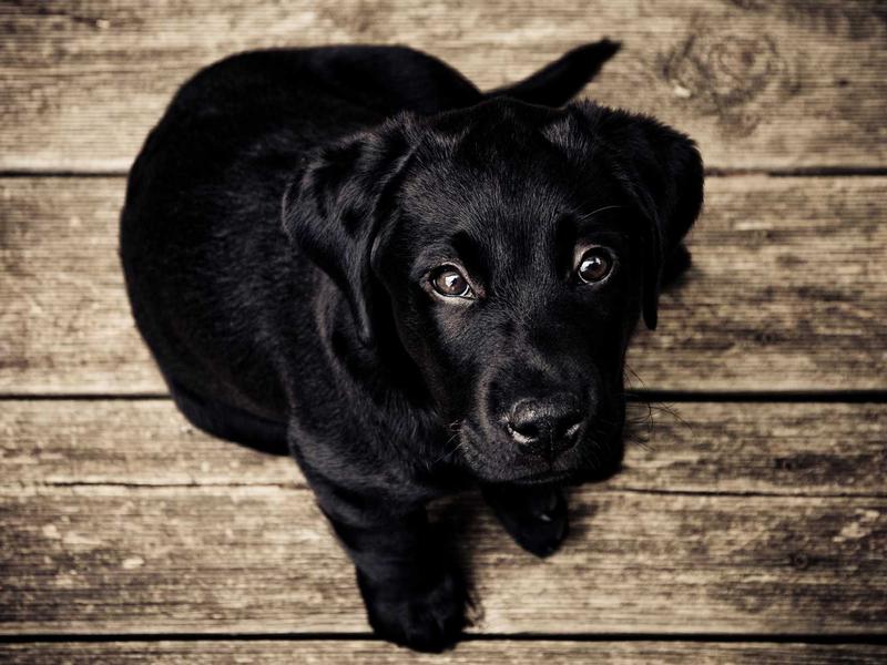 Black Labrador puppy sitting on weathered wooden floorboards, looking up with wide reflective eyes.