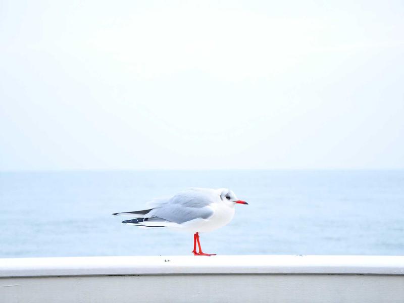 Seagull with bright red bill and legs standing on a white railing against a pale sea and sky.