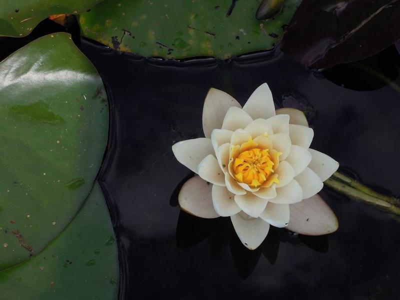 Single white water lily with a yellow center floating beside green lily pads on dark pond water.
